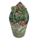 Cereus peruvianus monstr. - Felsenkaktus - Rarität -...