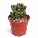 Cereus peruvianus monstr. - Felsenkaktus - Rarität -...