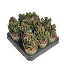 Cereus peruvianus monstr. - Felsenkaktus - Rarität - 6,5cm Topf - 15cm hoch