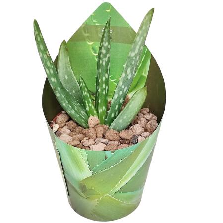 Aloe Vera - Mini-Aloe - Rarity - 6.5cm Pot - 15cm tall