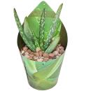 Aloe Vera - Mini-Aloe - Rarität - 6,5cm Topf - 15cm...