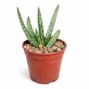 Aloe Vera - Mini-Aloe - Rarität - 6,5cm Topf - 15cm...