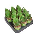 Aloe Vera - Mini-Aloe - Rarity - 6.5cm Pot - 15cm tall