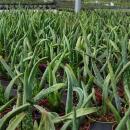 Aloe Vera - Mini-Aloe - Rarity - 6.5cm Pot - 15cm tall