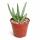 Aloe Vera - Mini-Aloe - Rarity - 6.5cm Pot - 15cm tall