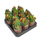 Opuntia quitensis - blühfreudiger Ohrenkaktus - Rarität - 6,5cm Topf - 15cm hoch