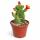 Opuntia quitensis - blühfreudiger Ohrenkaktus - Rarität - 6,5cm Topf - 15cm hoch