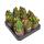 Opuntia quitensis - blühfreudiger Ohrenkaktus - Rarität - 6,5cm Topf - 15cm hoch