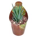 Haworthia glauca  - seltene Haworthie - Rarität -...