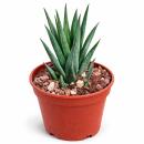 Haworthia glauca  - seltene Haworthie - Rarität -...