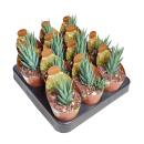 Haworthia glauca  - seltene Haworthie - Rarität - 6,5cm Topf - 15cm hoch