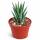 Haworthia glauca  - seltene Haworthie - Rarität - 6,5cm Topf - 15cm hoch