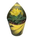 Faucaria tuberculosa - Tigerrachen - Rarität - 6,5cm...