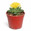 Faucaria tuberculosa - Tigerrachen - Rarität - 6,5cm...