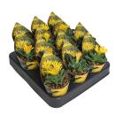 Faucaria tuberculosa - Tigerrachen - Rarité - 6,5cm Pot - 15cm de haut