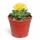 Faucaria tuberculosa - Tigerrachen - Rarité - 6,5cm Pot - 15cm de haut