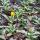 Faucaria tuberculosa - Tigerrachen - Rarité - 6,5cm Pot - 15cm de haut
