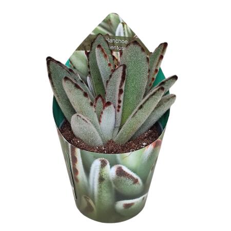 Kalanchoe tomentosa - Hasenöhrchen - Rarität - 6,5cm Topf - 15cm hoch