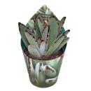 Kalanchoe tomentosa - Oreilles de lapin - Rareté -...