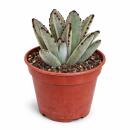 Kalanchoe tomentosa - Oreilles de lapin - Rareté -...