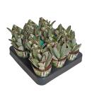 Kalanchoe tomentosa - Hasenöhrchen - Rarität - 6,5cm Topf - 15cm hoch