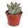 Kalanchoe tomentosa - Hasenöhrchen - Rarität - 6,5cm Topf - 15cm hoch