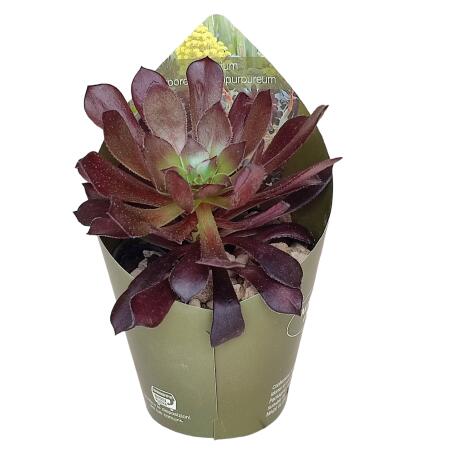Aeonium arboreum atropurpureum - Rosetten-Dickblatt - Rarität - 6,5cm Topf - 15cm hoch