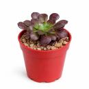 Aeonium arboreum atropurpureum - Rosetten-Dickblatt -...