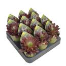 Aeonium arboreum atropurpureum - Rosetten-Dickblatt - Rarität - 6,5cm Topf - 15cm hoch