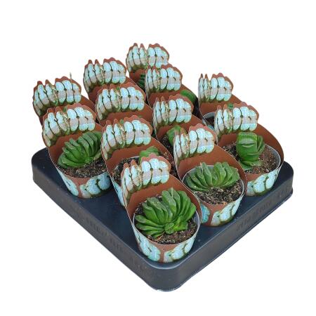 Haworthia truncata - seltene Haworthie - Rarität - 6,5cm Topf - 15cm hoch