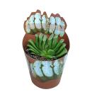 Haworthia truncata - seltene Haworthie - Rarität -...