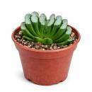 Haworthia truncata - seltene Haworthie - Rarität - 6,5cm Topf - 15cm hoch