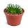 Haworthia truncata - seltene Haworthie - Rarität - 6,5cm Topf - 15cm hoch