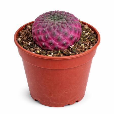 Sulcorebutia rauschii violacidermis - rare ball cactus - rarity - 6.5