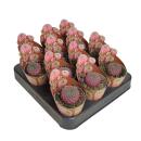 Sulcorebutia rauschii violacidermis - seltener Kugelkaktus - Rarität - 6,5cm Topf - 15cm hoch