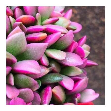 albo variegata syngonium 4