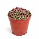 Anacampseros rufescens variegata - Regenbogensukkulente -...