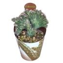 Monvillea spegazzini monstr. christat - forme de Christa rare - rareté - pot de 6,5 cm - 15 cm de haut
