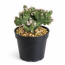 Monvillea spegazzini monstr. christat - forme de Christa rare - rareté - pot de 6,5 cm - 15 cm de haut