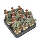 Monvillea spegazzini monstr. christat - forme de Christa rare - rareté - pot de 6,5 cm - 15 cm de haut