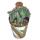 Monvillea spegazzini monstr. christat - forme de Christa rare - rareté - pot de 6,5 cm - 15 cm de haut