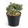 Monvillea spegazzini monstr. christat - forme de Christa rare - rareté - pot de 6,5 cm - 15 cm de haut