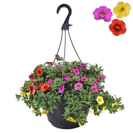 Calibrachoa "Karneval" - Magic Bell Mini Hanging Petunia - 3 colors in one pot - 19cm hanging pot - purple yellow orange