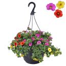 Calibrachoa "Karneval" - Zauberglöckchen...