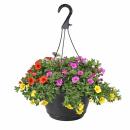 Calibrachoa "Karneval" - Zauberglöckchen...