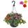 Calibrachoa "Karneval" - Magic Bell Mini Hanging Petunia - 3 colors in one pot - 19cm hanging pot - purple yellow orange