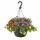 Calibrachoa "Karneval" - Magic Bell Mini Hanging Petunia - 3 colors in one pot - 19cm hanging pot - purple yellow orange