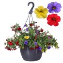 Calibrachoa "Karneval" - Zauberglöckchen...
