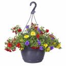 Calibrachoa "Karneval" - Zauberglöckchen...