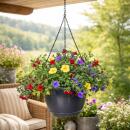 Calibrachoa "Karneval" - Mini Petunia - 3 colors in one pot - 19cm hanging pot - blue yellow red